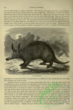 cassells_natural_history-00147 - 107-Cape Ant-Eater
