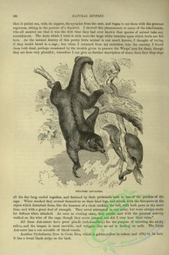 cassells_natural_history-00152 - 112-Two-toed Ant-Eater