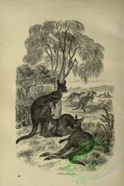 cassells_natural_history-00157 - 117-Great Kangaroo
