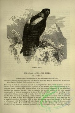 cassells_natural_history-00176 - 136-Imperial Eagle