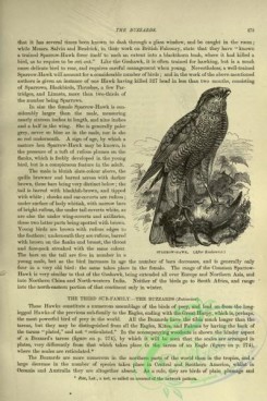 cassells_natural_history-00184 - 144-Sparrow-Hawk