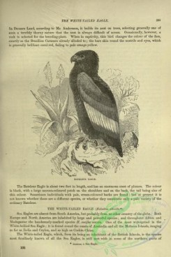 cassells_natural_history-00189 - 149-Bateleur Eagle