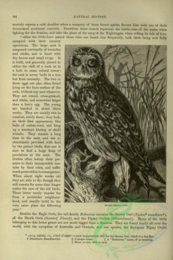 cassells_natural_history-00198 - 158-Short-eared Owl