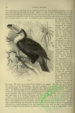 cassells_natural_history-00216 - 176-Toucan