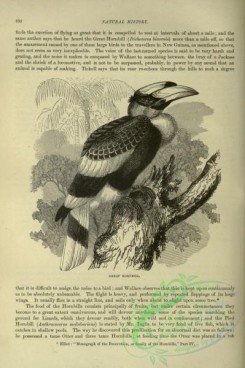 cassells_natural_history-00221 - 181-Great Hornbill