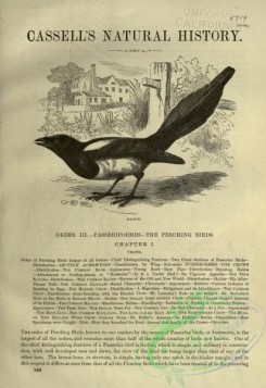 cassells_natural_history-00240 - 003-Magpie