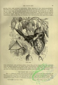 cassells_natural_history-00262 - 025-Tailor Bird