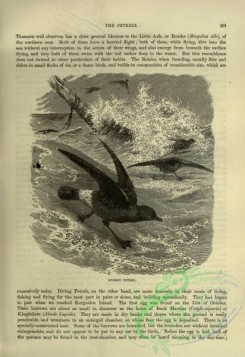 cassells_natural_history-00342 - 105-Stormy Petrel