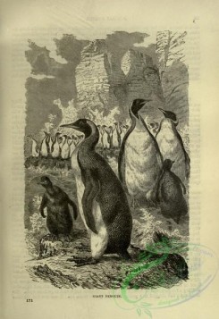 cassells_natural_history-00347 - 110-Giant Penguin