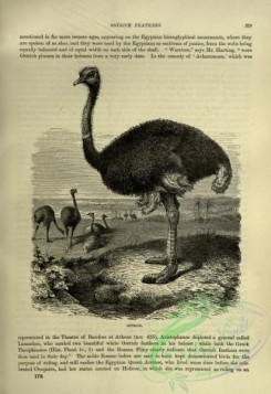 cassells_natural_history-00348 - 111-Ostrich