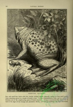cassells_natural_history-00402 - 168-Surinam Toad, pipa americana