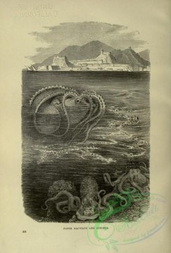 cassells_natural_history-00477 - 058-Paper Nautilus, Octopus