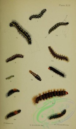 caterpillars-00009 - 192