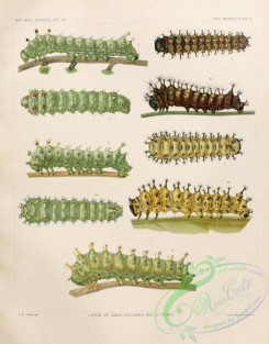 caterpillars-00026 - 008