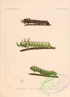 caterpillars-00065 - 047