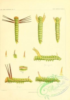 caterpillars-00073 - 055
