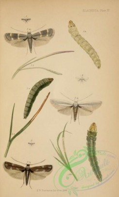 caterpillars-00125 - 107