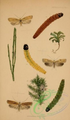 caterpillars-00130 - 112