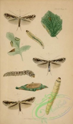 caterpillars-00161 - 143
