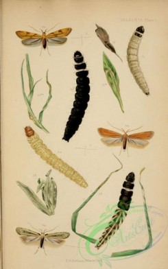 caterpillars-00162 - 144