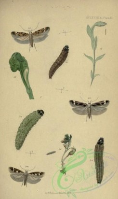 caterpillars-00172 - 154