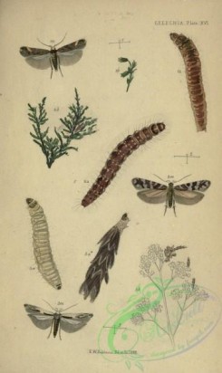 caterpillars-00177 - 159