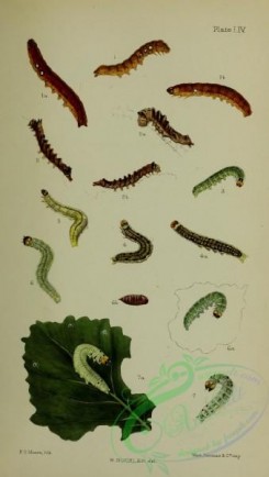 caterpillars-00249 - 001