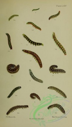 caterpillars-00259 - 011