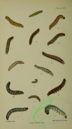 caterpillars-00260 - 012