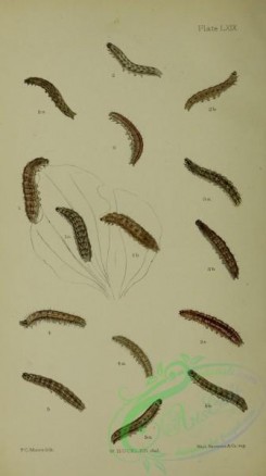 caterpillars-00264 - 016