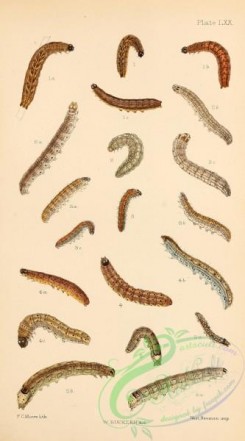 caterpillars-00265 - 017