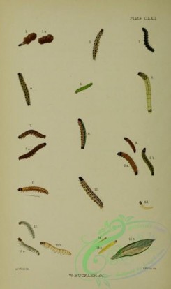 caterpillars-00296 - 048