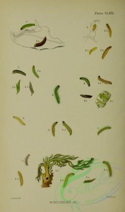 caterpillars-00297 - 049