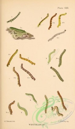 caterpillars-00314 - 066