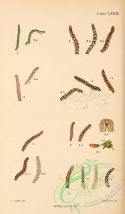 caterpillars-00319 - 071
