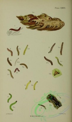 caterpillars-00328 - 080