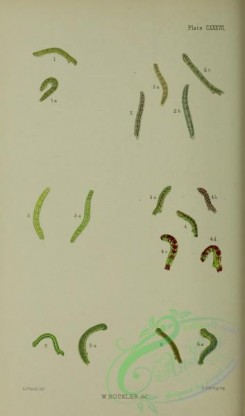 caterpillars-00329 - 081