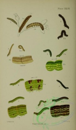 caterpillars-00339 - 091