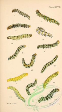 caterpillars-00350 - 102