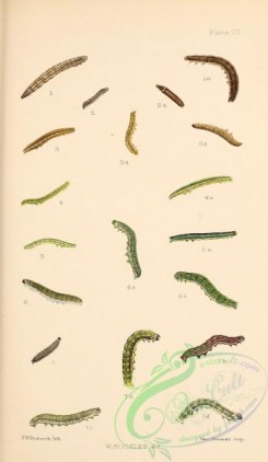 caterpillars-00354 - 106