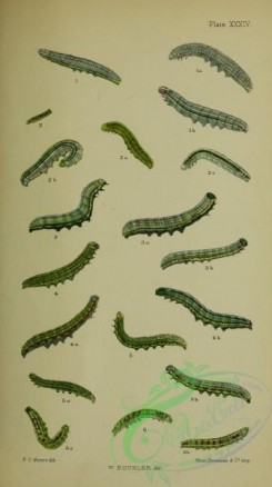 caterpillars-00375 - 127