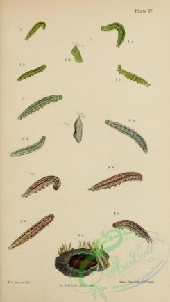 caterpillars-00380 - 132