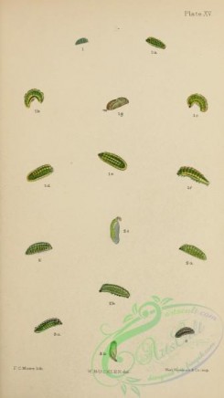 caterpillars-00391 - 143