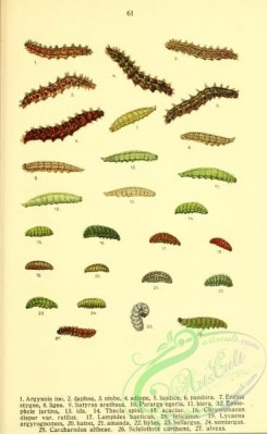 caterpillars-00532 - 009