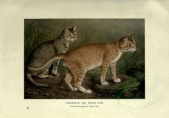cats-00033 - ABYSSINIAN AND INDIAN CATS [3144x2188]