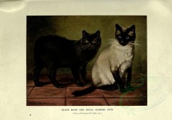 cats-00035 - BLACK MANX AND ROYAL SIAMESE CATS [3144x2188]