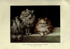 cats-00041 - SILVER TABBY AND ORANGE-AND-WHITE PERSIANS [3144x2188]
