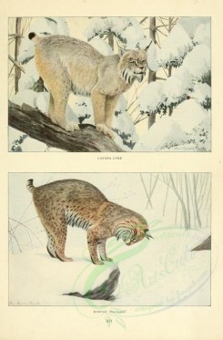 cats-00056 - Canada Lynx, Bobcat (Bay Lynx) [2419x3677]