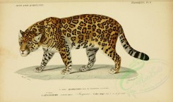 cats-00059 - Jaguar [3662x2164]