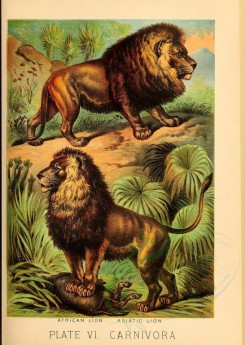 cats-00067 - African Lion, Asiatic Lion [2327x3270]